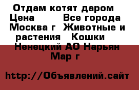 Отдам котят даром › Цена ­ 10 - Все города, Москва г. Животные и растения » Кошки   . Ненецкий АО,Нарьян-Мар г.